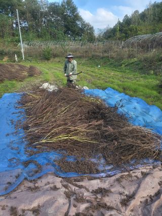 사과18677님의 들깨 · 영농일지 작성글 사진