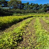 팜모닝 들깨·영농일지 게시글 이미지