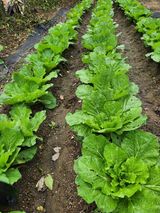 팜모닝 기타작물·영농일지 게시글 이미지