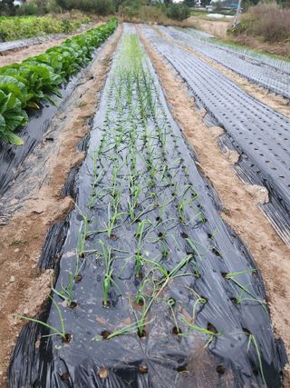 김영숙님의 양파 · 영농일지 작성글 사진