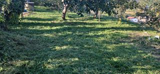 세상님의 감 · 영농일지 작성글 사진