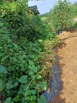 팜모닝 기타작물·영농일지 게시글 이미지