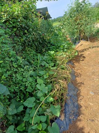 토마토16301님의 기타작물 · 영농일지 작성글 사진