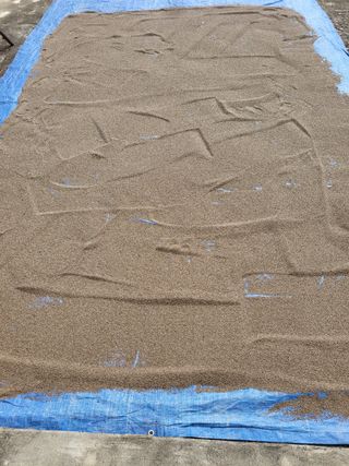 사과18677님의 들깨 · 영농일지 작성글 사진