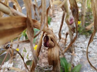 화우농원님의 마늘 · 영농일지 작성글 사진