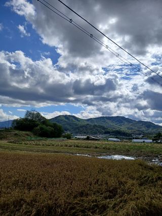 강지현님의 들깨 · 영농일지 작성글 사진