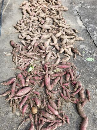 사과18677님의 들깨 · 영농일지 작성글 사진