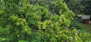 통영바닷가님의 감 · 영농일지 작성글 사진