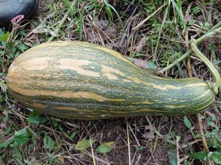 정보센터님의 호박 · 영농일지 작성글 사진