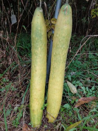 정보센터님의 오이 · 영농일지 작성글 사진