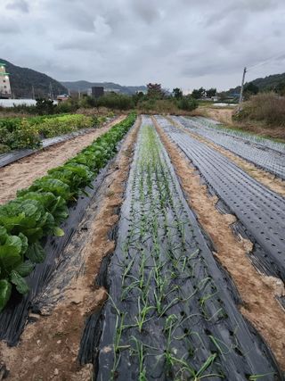 김영숙님의 양파 · 영농일지 작성글 사진