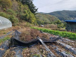 심기섭님의 기타작물 · 영농일지 작성글 사진