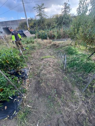 늘푸른 농장주님의 고추 · 영농일지 작성글 사진