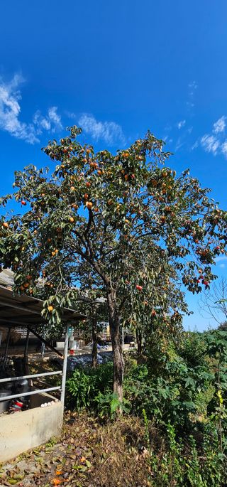 설장구님의 기타작물 · 영농일지 작성글 사진