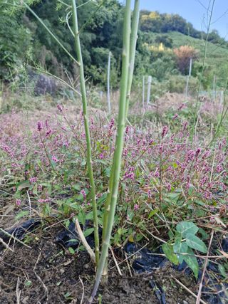 매실향기차향기님의 기타작물 · 영농일지 작성글 사진