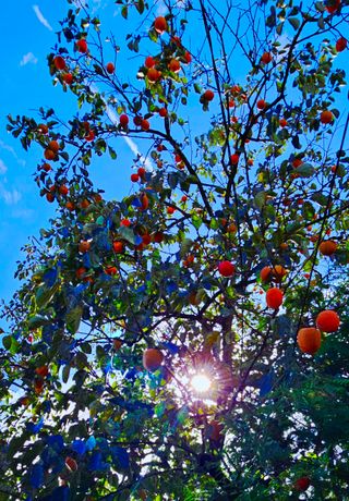 설장구님의 기타작물 · 영농일지 작성글 사진