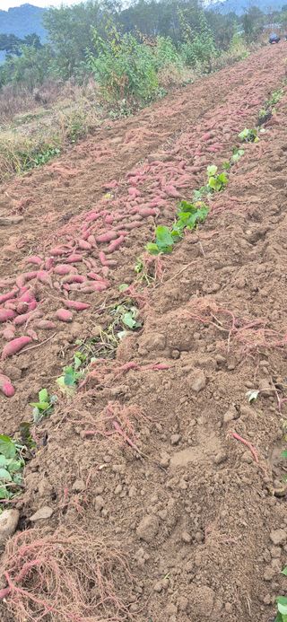 강성분님의 고구마 · 영농일지 작성글 사진