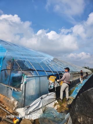 상월딸기 박명근님의 딸기 · 영농일지 작성글 사진