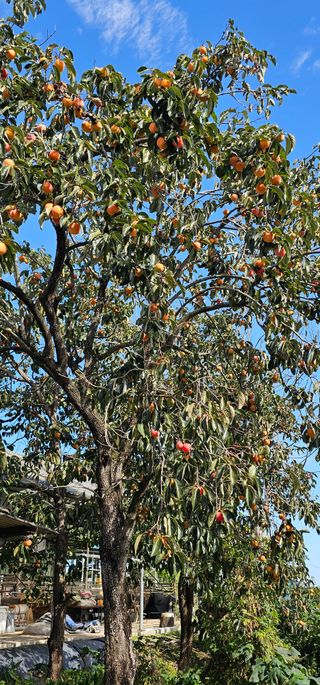 설장구님의 기타작물 · 영농일지 작성글 사진