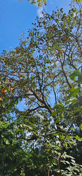 설장구님의 기타작물 · 영농일지 작성글 사진