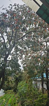 팜모닝 기타작물·영농일지 게시글 이미지