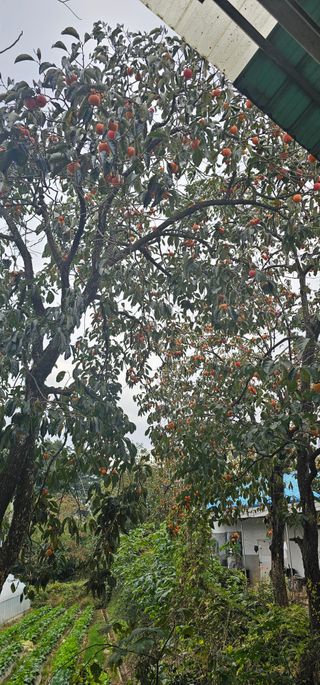 설장구님의 기타작물 · 영농일지 작성글 사진