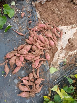 화우농원님의 고구마 · 영농일지 작성글 사진