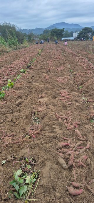 강성분님의 고구마 · 영농일지 작성글 사진