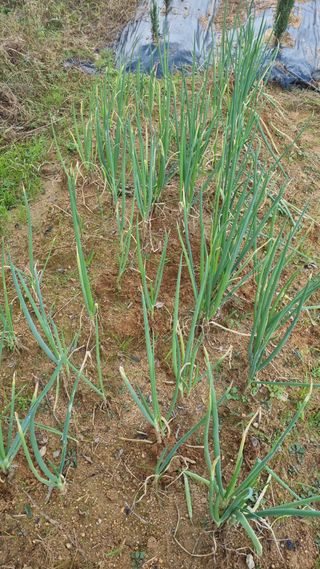 정승조님의 기타작물 · 영농일지 작성글 사진