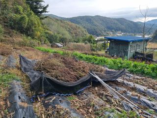 심기섭님의 기타작물 · 영농일지 작성글 사진