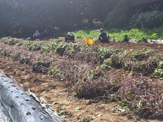 강화화도님의 기타작물 · 영농일지 작성글 사진