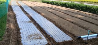 이형근님의 마늘 · 영농일지 작성글 사진