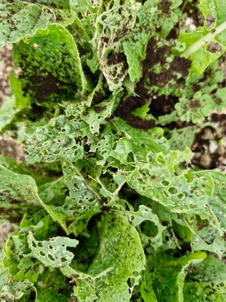 매실향기차향기님의 기타작물 · 영농일지 작성글 사진