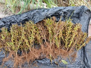 화우농원님의 콩 · 영농일지 작성글 사진