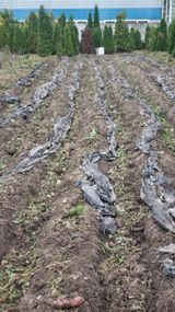 팜모닝 고구마·영농일지 게시글 이미지