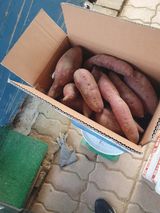 팜모닝 기타작물·영농일지 게시글 이미지