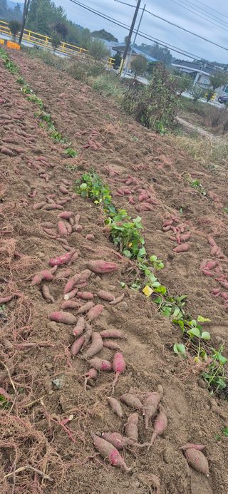 강성분님의 고구마 · 영농일지 작성글 사진