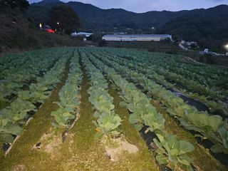 태이린팜님의 양배추 · 영농일지 작성글 사진