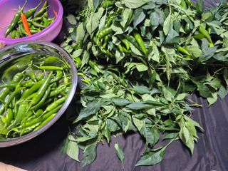 참깨10143님의 기타작물 · 영농일지 작성글 사진