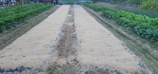 박상중님의 양파 · 영농일지 작성글 사진