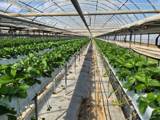 안병찬님의 딸기 · 영농일지 작성글 사진