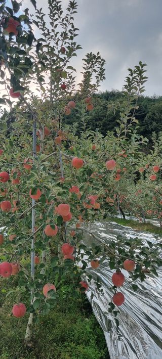 김은희님의 사과 · 영농일지 작성글 사진