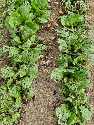 매실향기차향기님의 기타작물 · 영농일지 작성글 사진