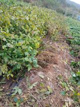 팜모닝 콩·영농일지 게시글 이미지