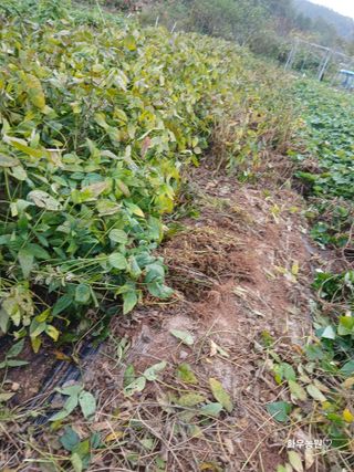 화우농원님의 콩 · 영농일지 작성글 사진