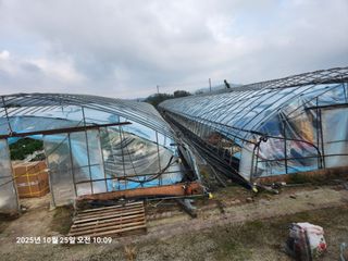 상월딸기 박명근님의 딸기 · 영농일지 작성글 사진