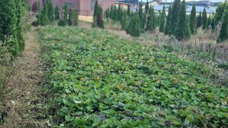 김동명님의 고구마 · 영농일지 작성글 사진