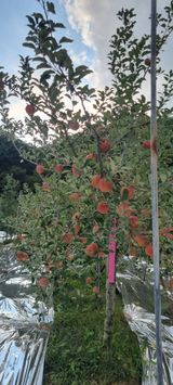 팜모닝 사과·영농일지 게시글 이미지