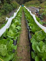 팜모닝 기타작물·영농일지 게시글 이미지