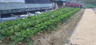 박상중님의 양파 · 영농일지 작성글 사진